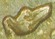 Tte de levrette oreille basse